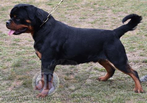 Illo Of Nicolas Lion Guardian Rottweilers