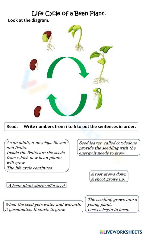 Life Cycle Of A Bean Plant Worksheet Free Pdf - Infoupdate.org