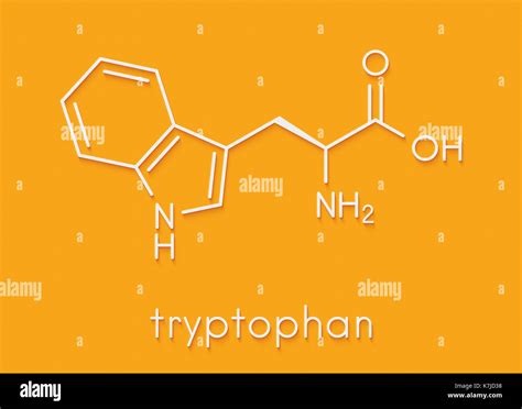 Tryptophan L Tryptophan Trp W Amino Acid Molecule Skeletal Formula