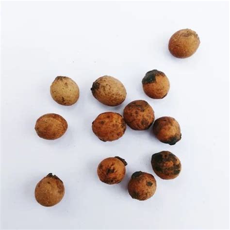 1005 Sandalwood seeds (Santalum album)- Treated at Rs 600/kilogram in ...