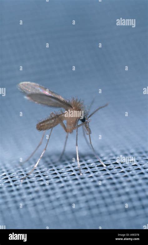 Phlebotomus perniciosus caged female Mediterranean sandfly vector of ...