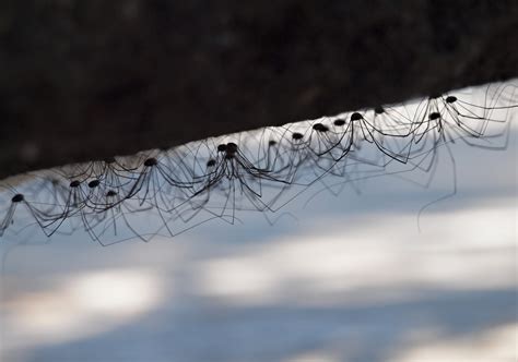 Harvestman The Biology Of Opiliones Anatomy - lasopaliberty