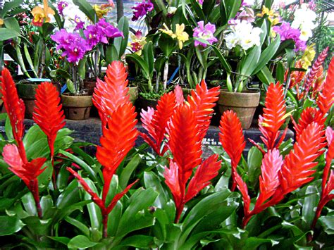 of flowers and of verses: bromeliad flaming sword