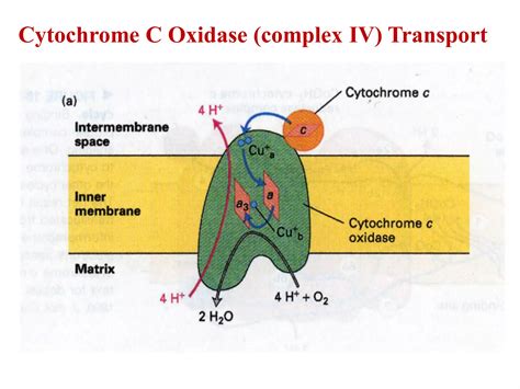 Atp synthesis | PPT