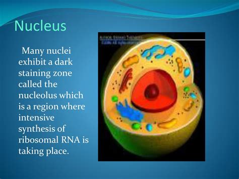 Ppt Nucleus And Nucleolus Powerpoint Presentation Free Download Id1823116