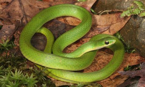 Green Snake - A-Z Animals