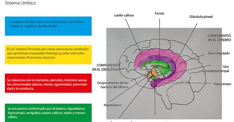 Sistema L Mbico Funcionalidad Y Estructuras