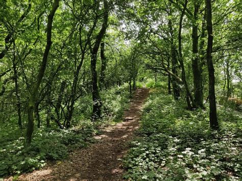 Path Through Chadwich Wood Mat Fascione Cc By Sa 2 0 Geograph