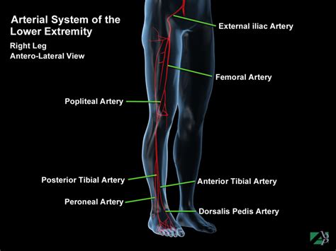 Popliteal Artery