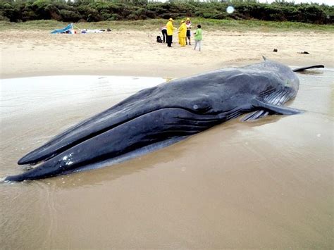 Bryde’s Whale – "OCEAN TREASURES" Memorial Library