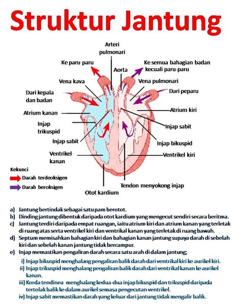 Kenali Jantung Kita