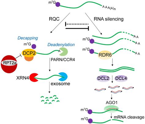 Crosstalk between RNA silencing and RNA quality control in plants - PMC 