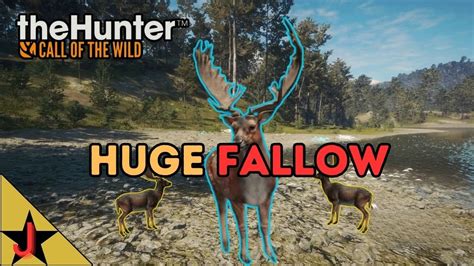 The Biggest Fallow Deer I Have Ever Seen The Hunter Cotw Youtube