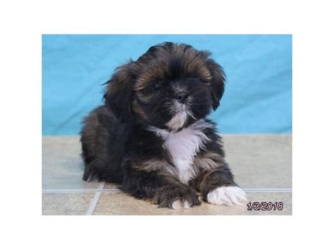 Lhasa Apso Puppies Petland Montgomery Alabama