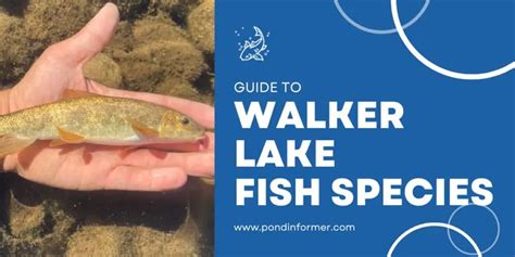 List Of Fish Species In Walker Lake Nevada Updated Pond Informer