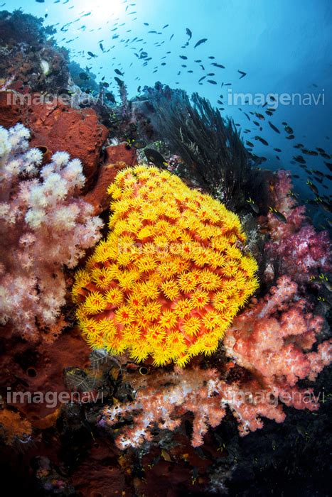 【珊瑚礁 イボヤギ 水中 アジア 生物学 生物海洋学】の画像素材64084600 写真素材ならイメージナビ