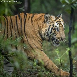 Tiger Safari India - Bandhavgarh Tiger Safari Tours in 2024