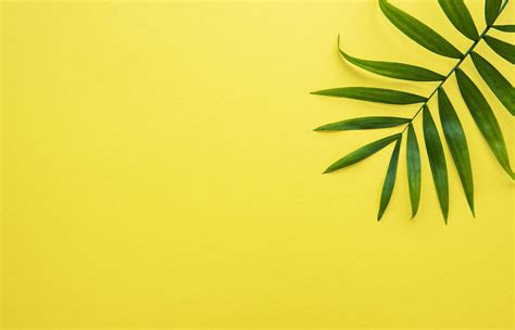 Palm Leaves On Yellow Background 2411838 Stock Photo At Vecteezy