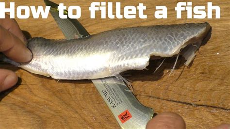 Jak Filetować Ryby Śledź how to fillet a fish YouTube