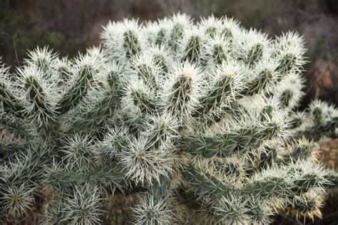 Cardenche Subespecies Cylindropuntia Imbricata Argentea NaturaLista