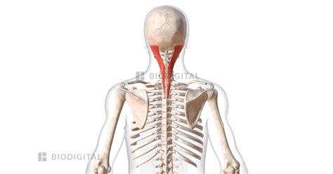 Splenius Muscles