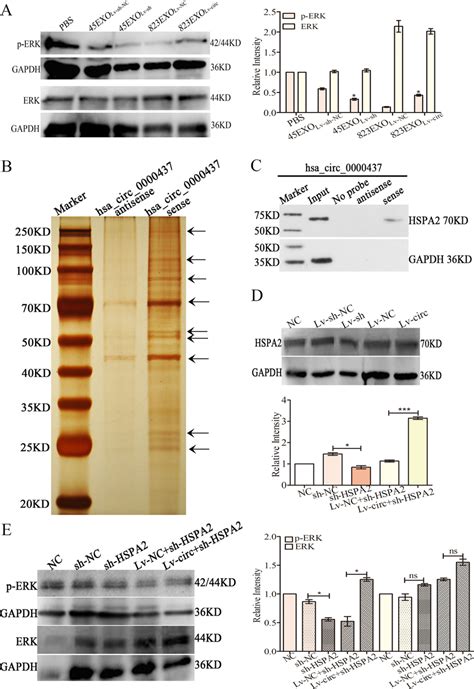 Exosomal Hsa Circ 0000437 Induces Lymphangiogenesis Via ERK Signaling