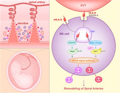 The Currently Identified Roles Of Hla G In The Pregnancy