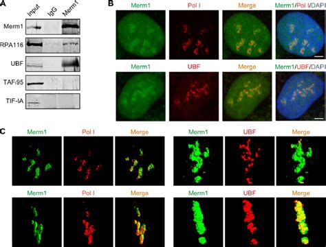 A Fraction Of Merm1 Interacts And Co Localizes With Pol I And UBF