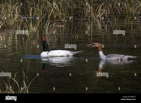 Common merganser couple Stock Photo - Alamy