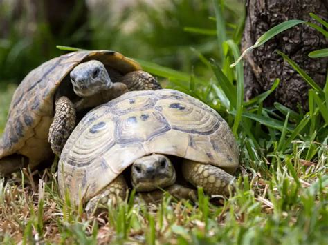 Golden Greek Tortoise: Care Guide & Species Profile - Everything Reptiles