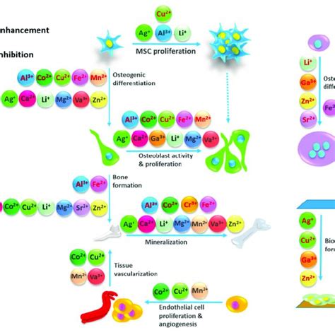 Effect Of Different Ions In Bone Regeneration Processes Obtained From Download Scientific