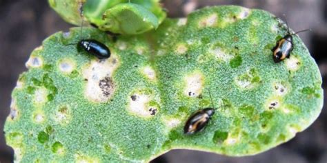 Objectives For Better Flea Beetle Management Steinbachonline