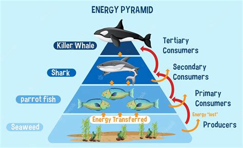 Marine Ecosystem Diagram