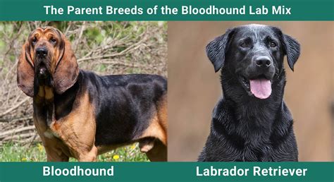 Bloodhound Lab Mix: Info, Pictures, Care & More – Dogster