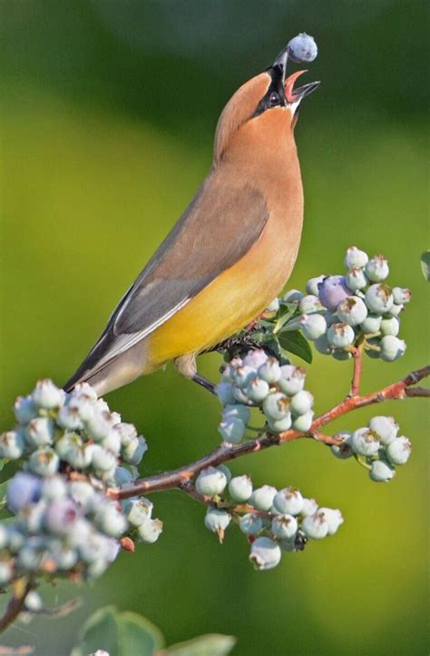 Cedar Waxwing Songbirds Pretty Birds Bird Eating Fruit Wall Art