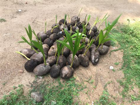Naked Coconut Plants At Best Price In East Godavari By Sree Visista Coconut Nursery ID