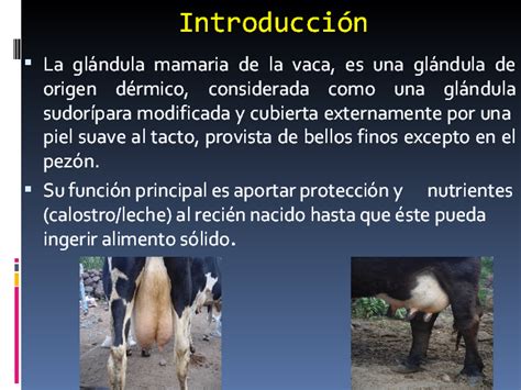 Fisiolog A De La Gl Ndula Mamaria De La Vaca Monografias