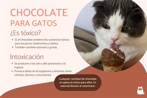 Los Gatos Pueden Comer Chocolate No