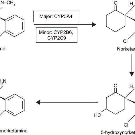 The pathway of ketamine metabolism in phase I. Ketamine is ...