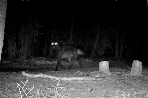 dmn werewolf trail cam captures massive black wolf