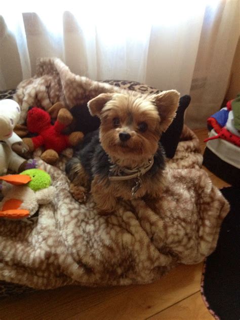 yorkie plush toys 7