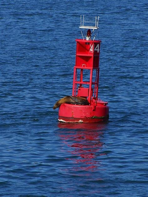 Buoy Seal Light Free Photo On Pixabay