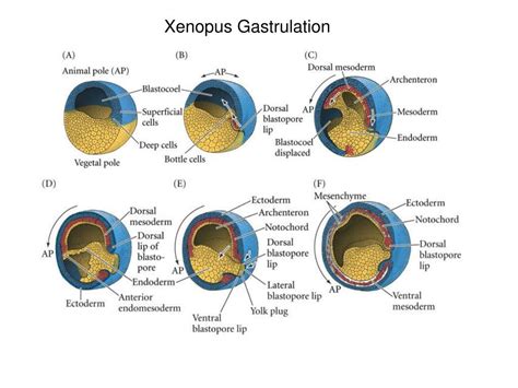 Ppt Axis Formation And Gastrulation Ii Powerpoint Presentation Free