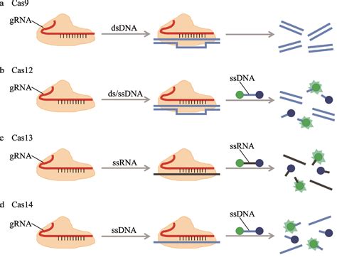 Crispr Crispr