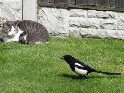 Prot Ger Les Oiseaux Dans Le Jardin Comment Emp Cher Les Chats De