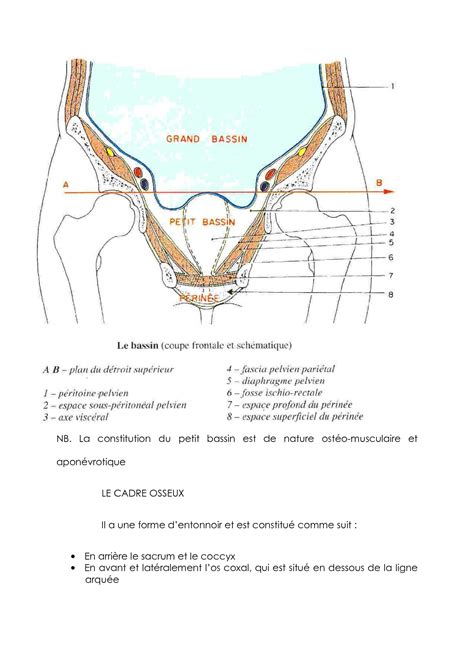 Solution Topographie Du Pelvis Studypool