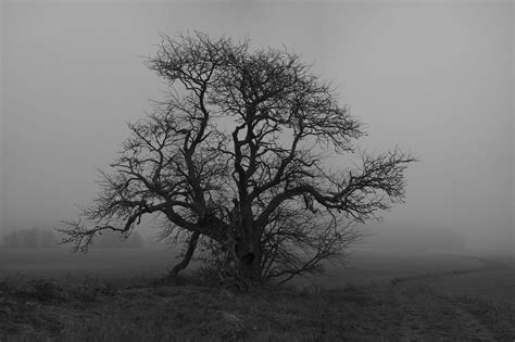 That Old Tree Mountain Landscape Photography Old Trees Beautiful Tree