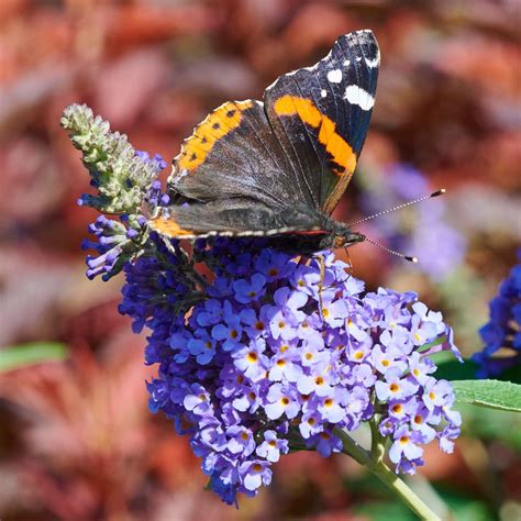 Sommerflieder Ellens Blue Buddleja davidii Ellens Blue günstig kaufen