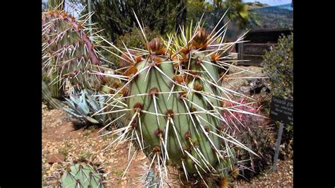 Desert Adaptations For Plants