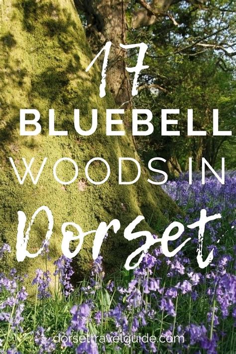 17 Of The Best Springtime Bluebell Woods In Dorset